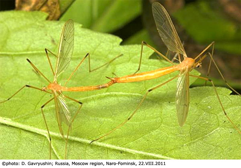 habitus - copula