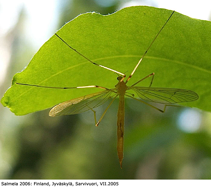 habitus - female