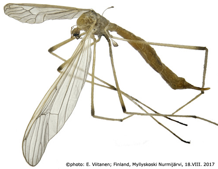 habitus - female