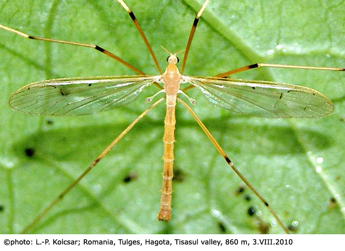 habitus - male