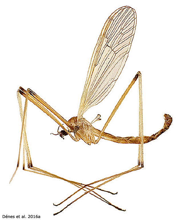 habitus - male