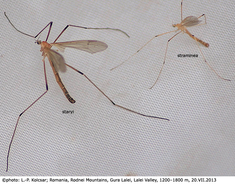 habitus - male
