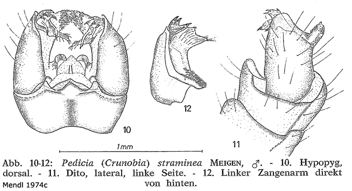 hypopygium