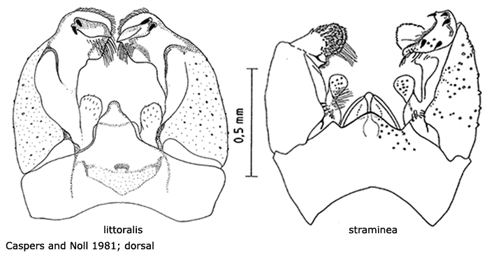 hypopygium