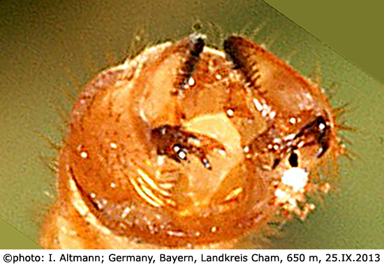 hypopygium