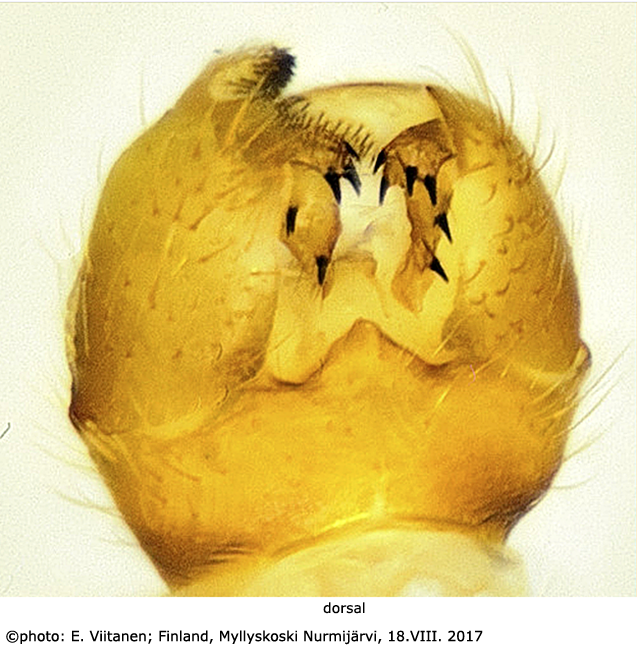 hypopygium