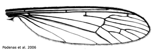 wing