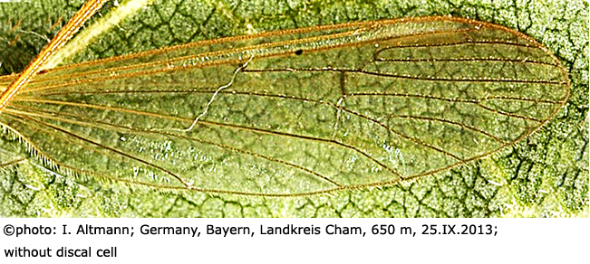 wing