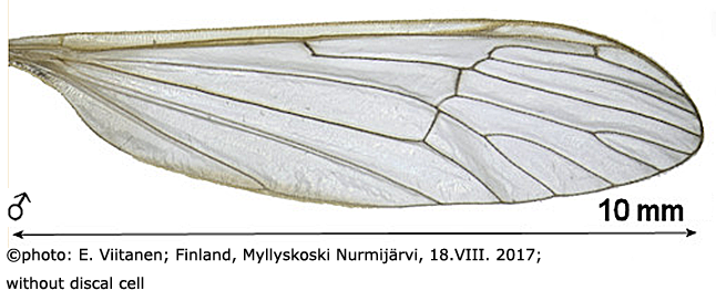 wing