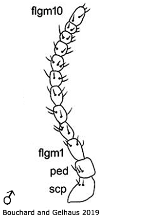 body part(s) - antenna