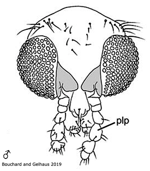 body part(s) - head