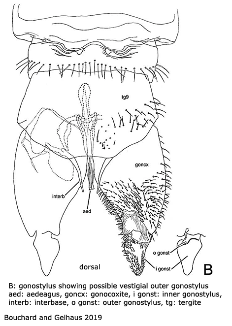 hypopygium