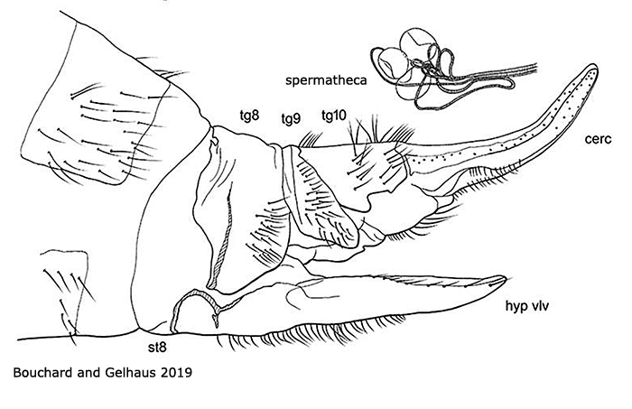 ovipositor