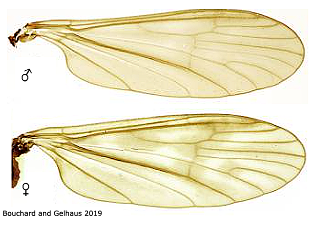 wing