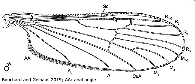 wing