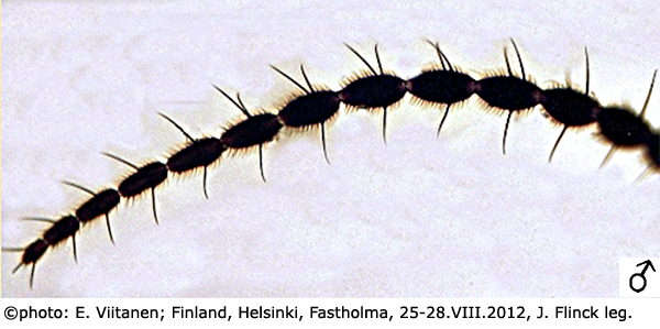 body part(s) - antenna