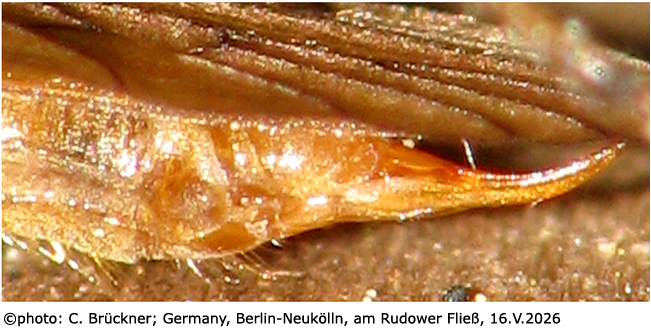 ovipositor