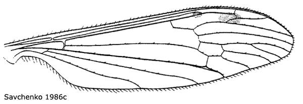 wing