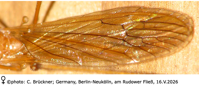 wing