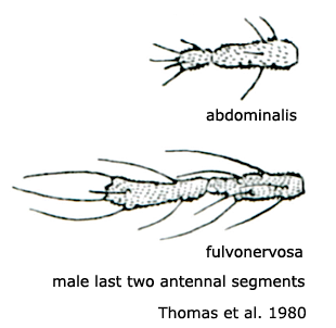 body part(s) - antenna