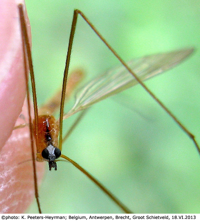 body part(s) - head and thorax