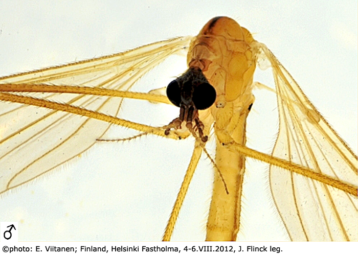 body part(s) - head and thorax
