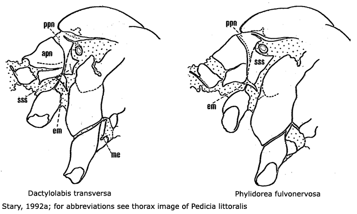 body part(s) - thorax