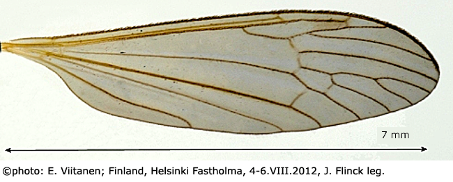 wing