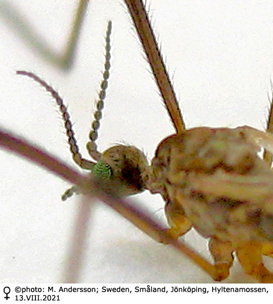 body part(s) - head and antenna