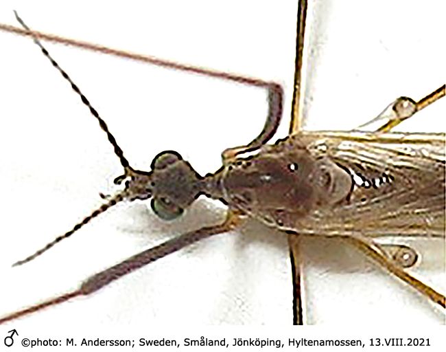 body part(s) - head and thorax