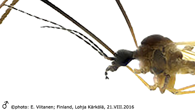 body part(s) - head and thorax