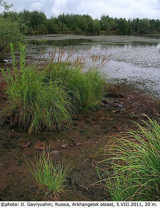 habitat