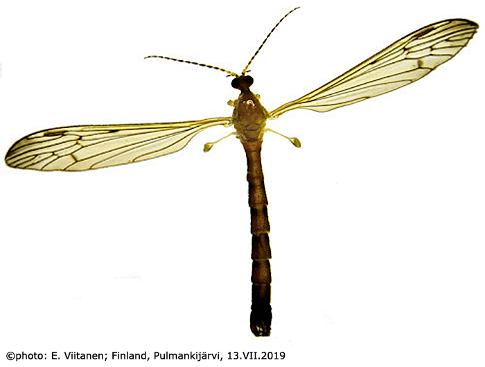 habitus - male