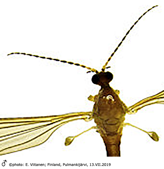 body part(s) - head and thorax