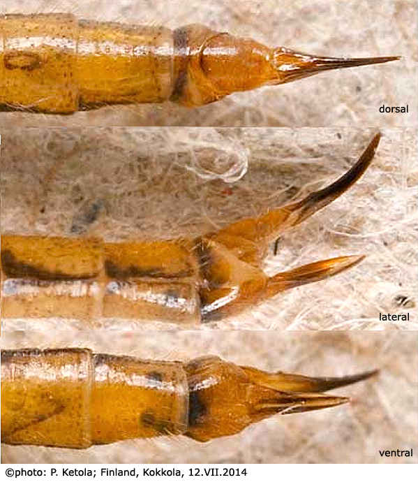 ovipositor