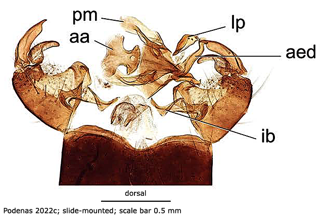 hypopygium