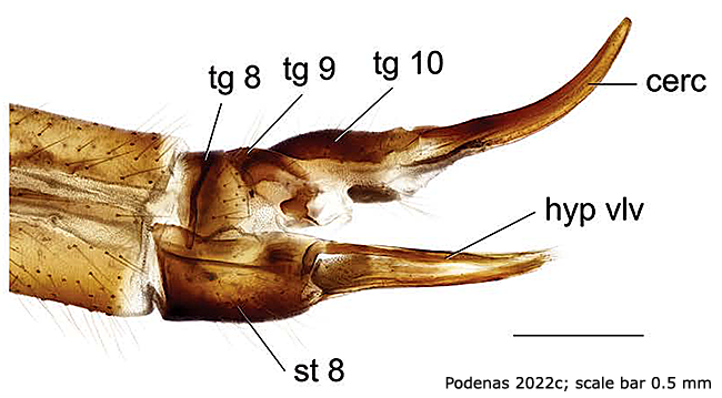 ovipositor