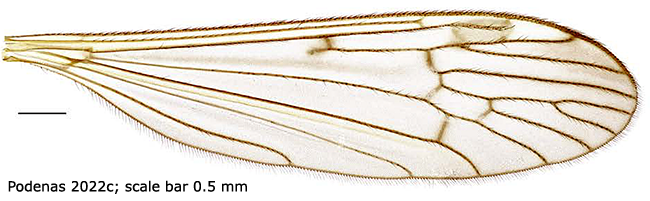 wing