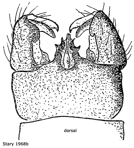 hypopygium