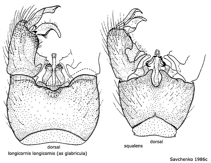 hypopygium
