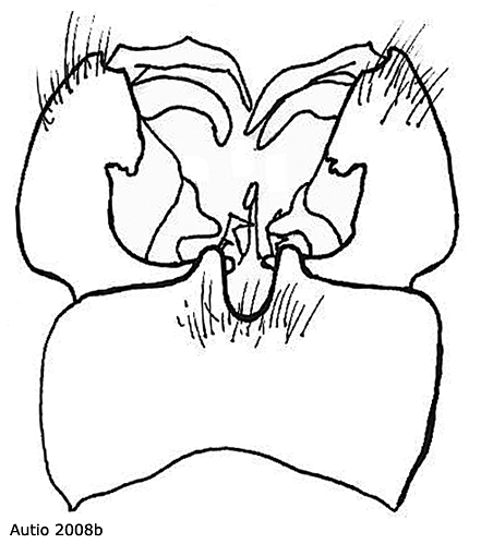 hypopygium