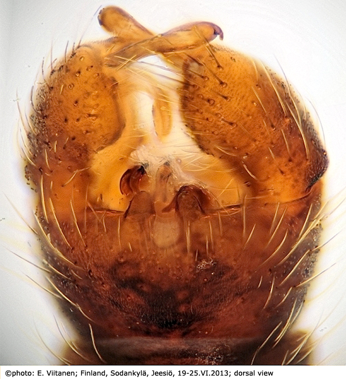 hypopygium