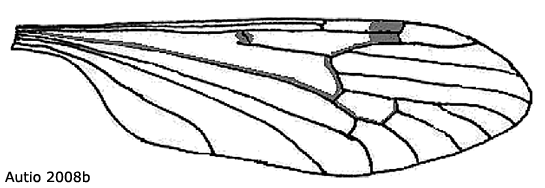 wing