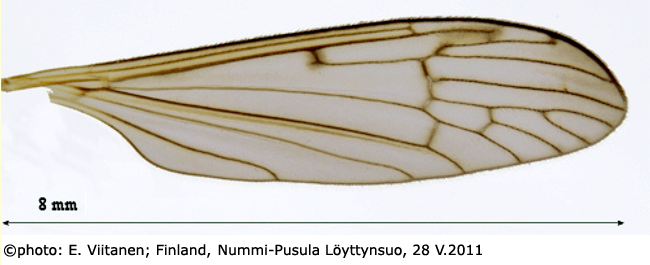 wing