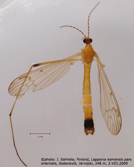 habitus - male