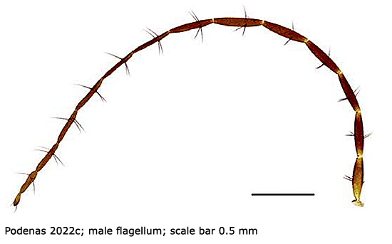 body part(s) - antenna