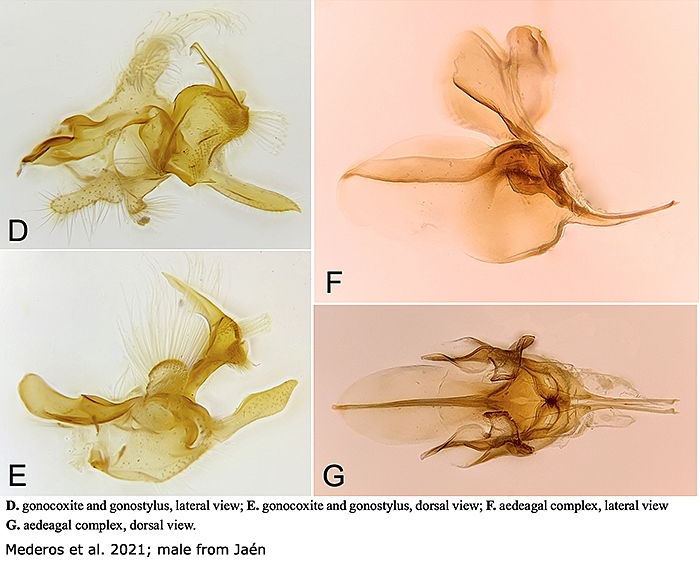 hypopygium