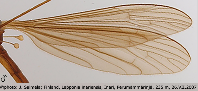 wing