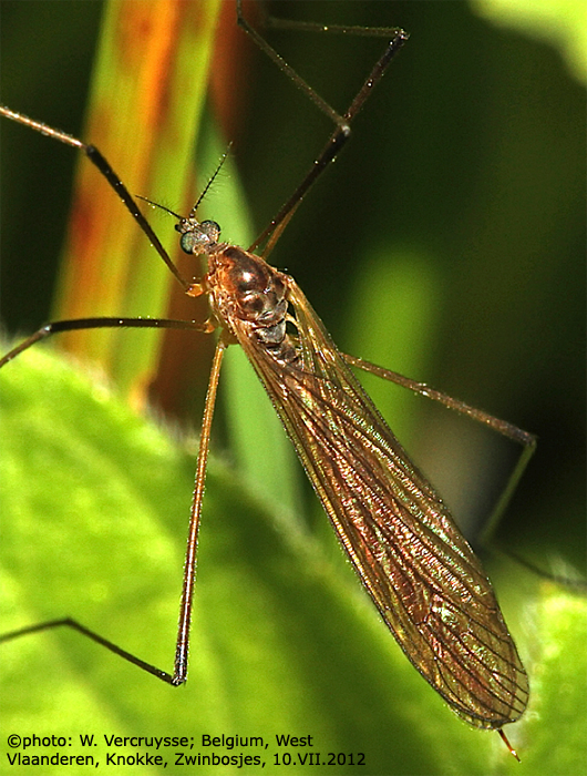 habitus - female