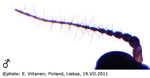 body part(s) - antenna